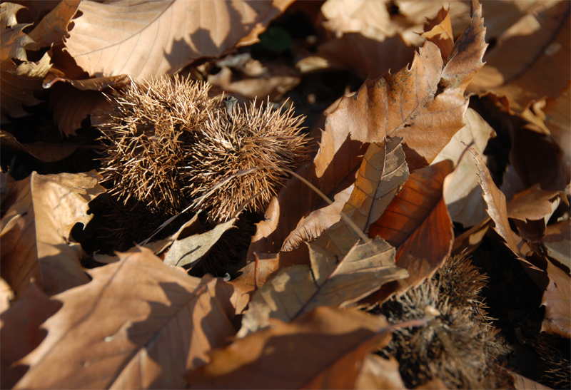 Colle Maresana